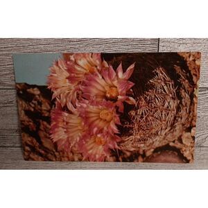 Vintage Postcard Arizona Pincushion Coryphantha Viva‎ Var. Arizonica Ephemera